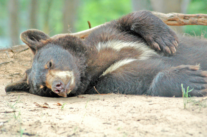 Oswald's Bear Ranch